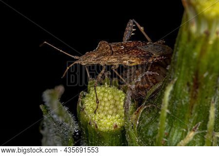 Adult Scentless Plant Bug Of The Genus Harmostes