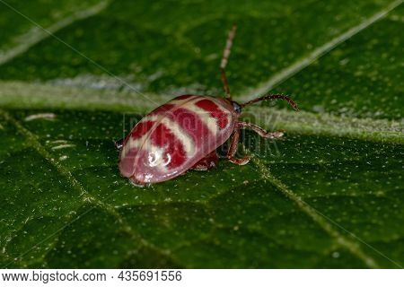 Adult Flea Beetle Of The Tribe Alticini