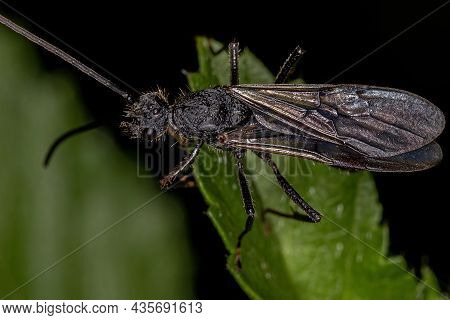 Adult Winged Male Ectatommine Ant Of The Genus Ectatomma