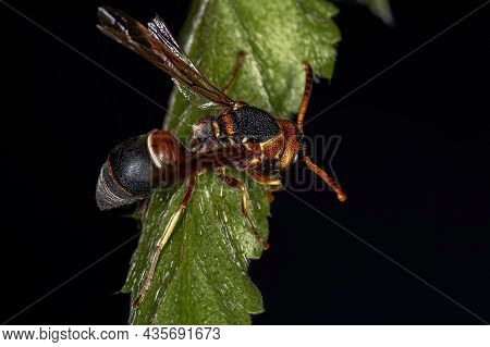Adult Potter Wasp Of The Subfamily Eumeninae