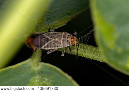 Adult Seed Bug Of The Family Lygaeidae