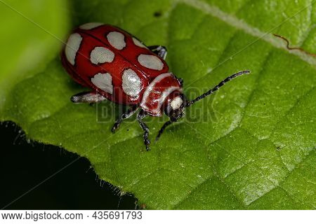 Adult Beetle Of The Species Omophoita Argus