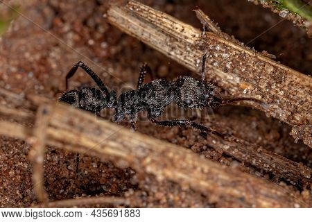 Adult Female Ectatommine Ant