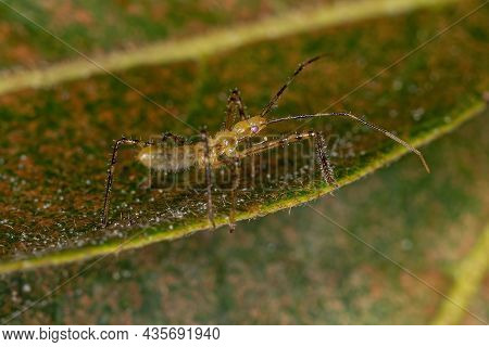 Assassin Bug Nymph