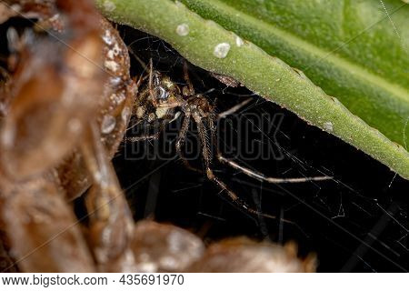 Adult Female Cobweb Spider