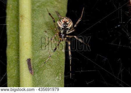Adult Female Cobweb Spider