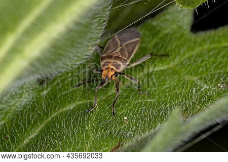 Adult Seed Bug Of The Family Lygaeidae