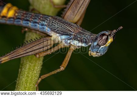 Male Monkey Grasshopper Nymph Of The Species Temnomastax Hamus