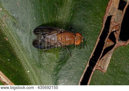 Adult Acalyptrate Fly Of The Zoosubsection Acalyptratae