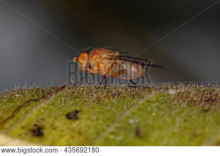 Adult Acalyptrate Fly Of The Zoosubsection Acalyptratae