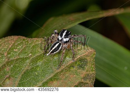 Adult Male Jumping Spider Of The Genus Freya
