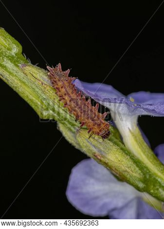 Flea Beetle Larva Of The Tribe Alticini