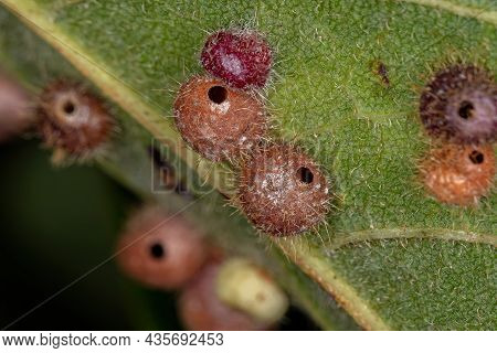 Galls On A Leaf Of A Dicotyledonous Tree Caused By Wasps Of The Cynipidae Family