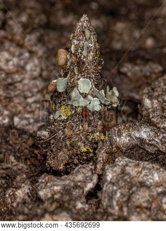 Small Bagworm Moth Of The Family Psychidae