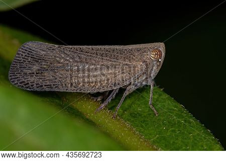 Adult Nogodinid Planthopper Insect Of The Subfamily Bladininae