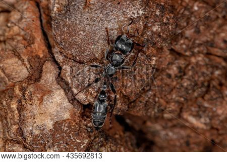 Adult Female Twig Ant Of The Genus Pseudomyrmex