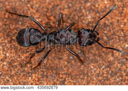 Adult Female Ectatommine Queen Ant
