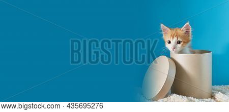 The Cat Is Sitting In A Round Hatbox. Blue Background For Copispace