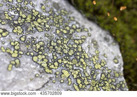 Different Types Of Mosses And Lichens On Large Boulders In Karelia. Lasallia Pustulata Is A Species 