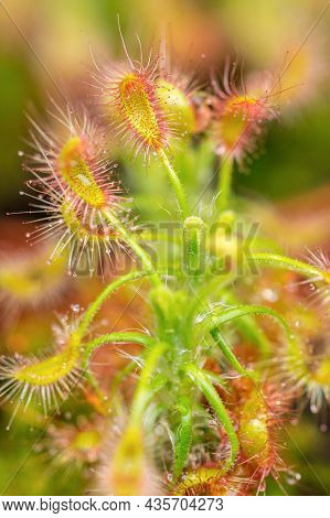 Carnivorous Plant Drosera Intermedia (spoon-leaf Sundew, Temperate Sundew) With Its Trapping Mechani