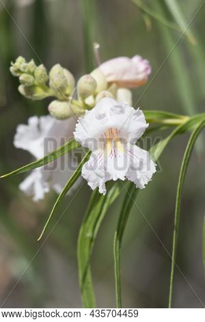 White Raceme Inflorescence Of Desert Willow, Chilopsis Linearis, Boraginaceae, Native In Big Morongo