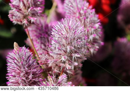 Pink Feathery Blossoms On A Joey Plant