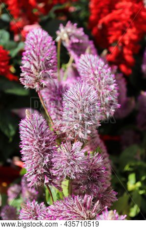 Vertical Photo Of Pink Joey Plant Flower Stems