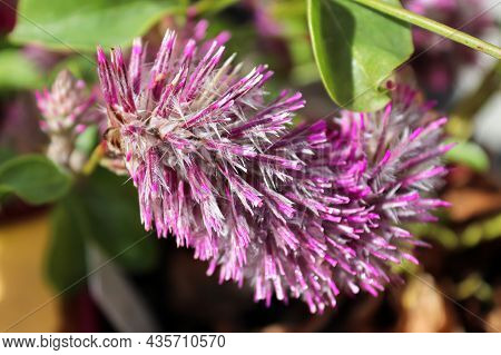 Closeup Of The Petals On A Joey Plant