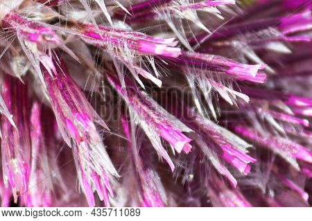 Macro Of The Feathery Petal Leaves On A Joey Plant
