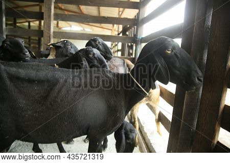 Sheep Breeding In Bahia