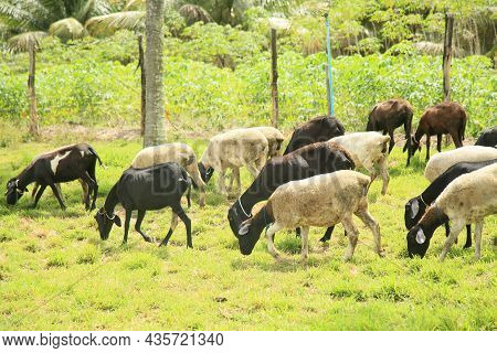 Sheep Breeding In Bahia