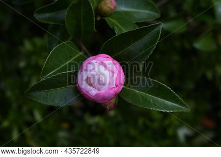 Sasanqua Flower Bud. Theaceae Evergreen Tree. The Flowering Season Is From Late Autumn To Early Wint