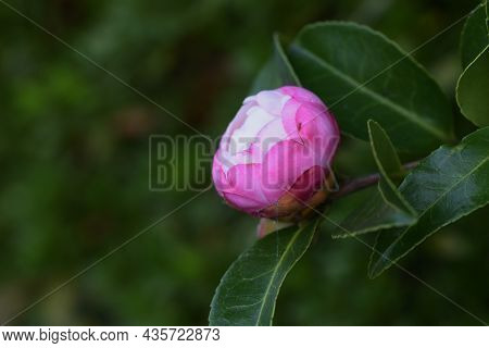 Sasanqua Flower Bud. Theaceae Evergreen Tree. The Flowering Season Is From Late Autumn To Early Wint