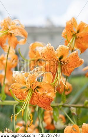 Tiger Lily (lilium Henryi) Flowers