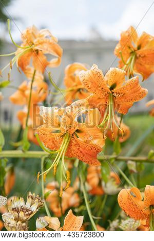 Tiger Lily (lilium Henryi) Flowers
