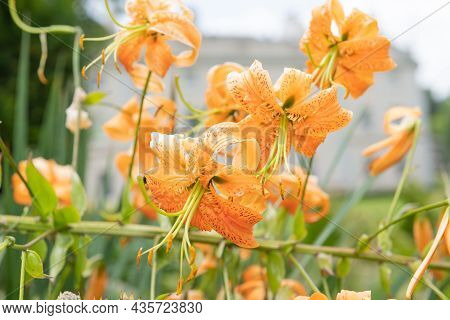 Tiger Lily (lilium Henryi) Flowers
