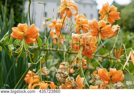 Tiger Lily (lilium Henryi) Flowers