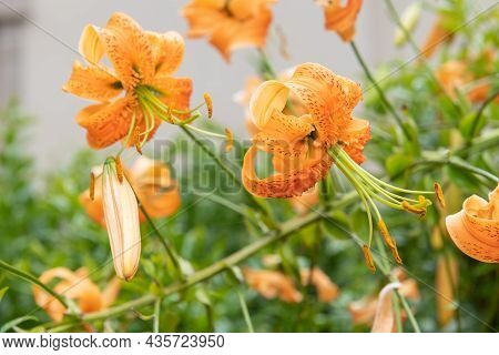 Tiger Lily (lilium Henryi) Flowers