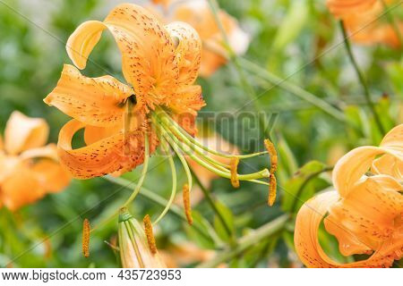 Tiger Lily (lilium Henryi) Flowers