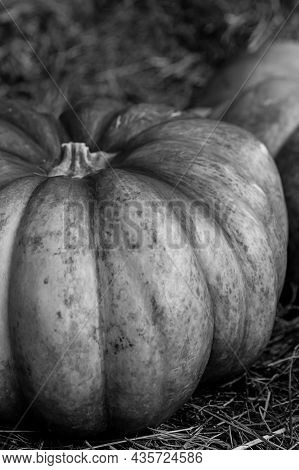 Pumpkin Ripe Big On Dry Straw Stained Background Design Basis