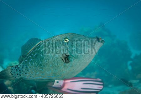 Fish Of The Red Sea. Scrawled Filefish