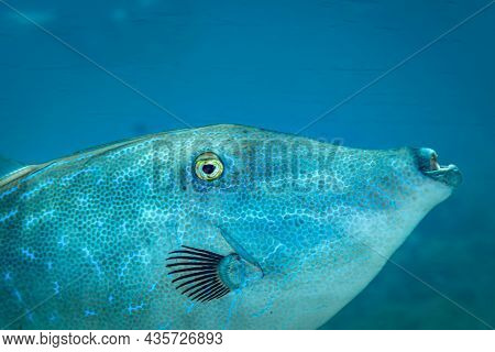 Fish Of The Red Sea. Scrawled Filefish