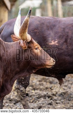 Dark Brown Watussi Bull With Sharp And Big Horns Close-up Vertical Photo