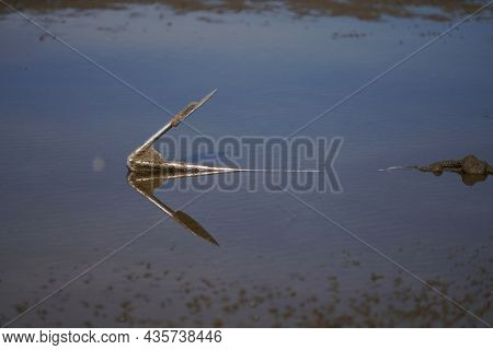 Anchor On The Beach At The Time Of Low Tide
