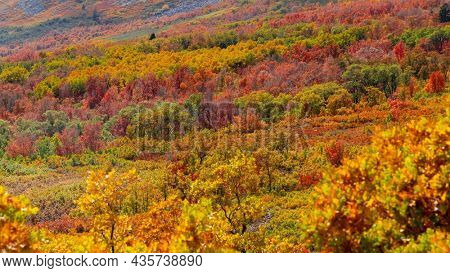 Bright colorful autumn trees on slopes of Mt Ogden at Snow Basin in Utah.