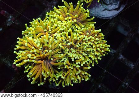 Golden Torch Coral Rare And Expensive - Euphyllia Glabrescens