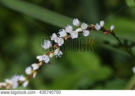 Persicaria Japonica Flowers. Polygonaceae Prennial Plants. The Flowering Season Is From August To Oc