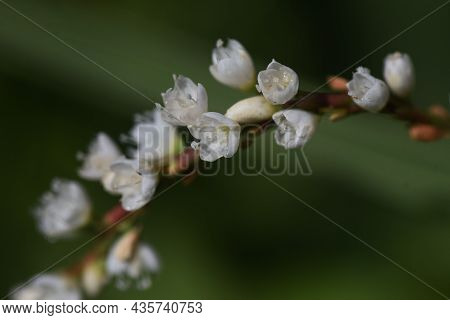 Persicaria Japonica Flowers. Polygonaceae Prennial Plants. The Flowering Season Is From August To Oc