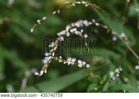 Persicaria Japonica Flowers. Polygonaceae Prennial Plants. The Flowering Season Is From August To Oc