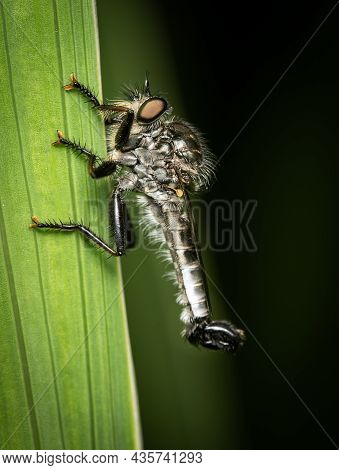 An Efferia Aestuans Robber Fly Sitting On A Plant Against A Green Background.